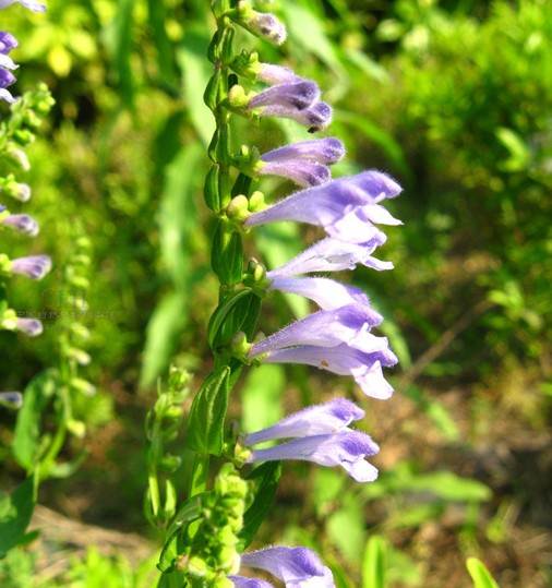 Scutellaria barbata seed